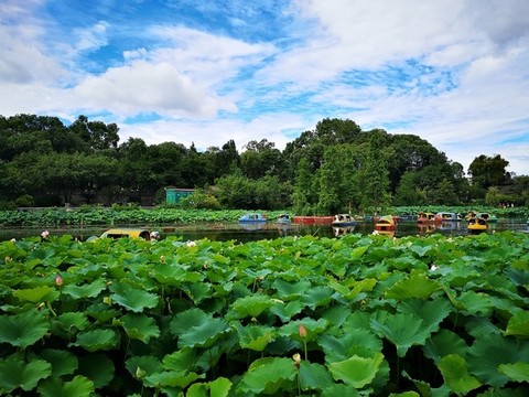 公園游船