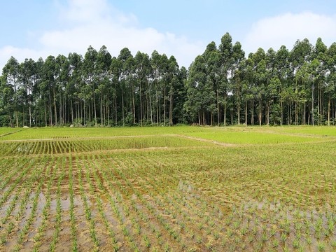 田園