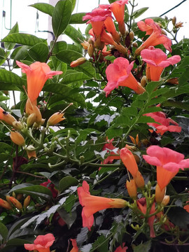 五爪龍凌霄花