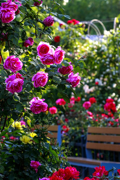 月季花