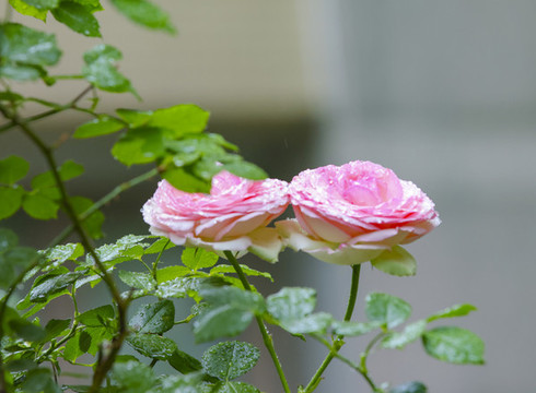 月季花