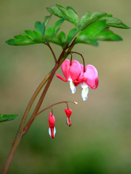 蒲包花