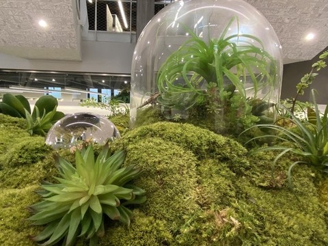 盆景
