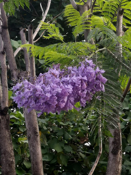紫蘭花