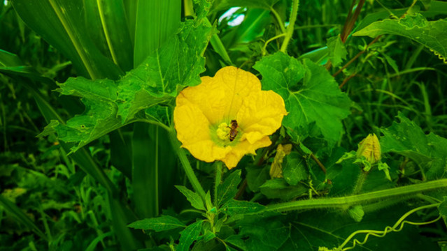 南瓜花上的蜜蜂