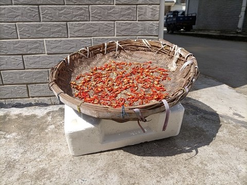 曬辣椒
