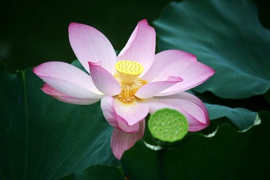 荷花