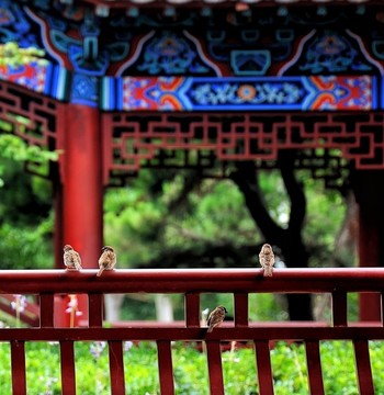 麻雀與古典建筑
