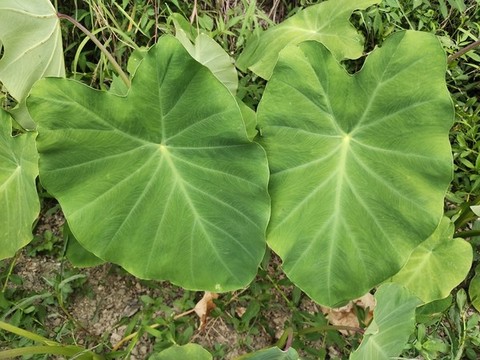 一對芋頭葉特寫
