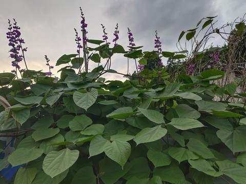 扁豆花