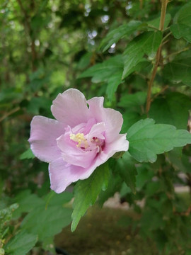 木槿花