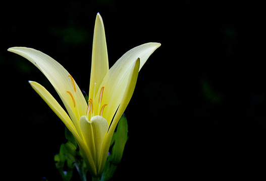 百合花