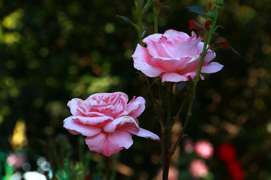 月季花