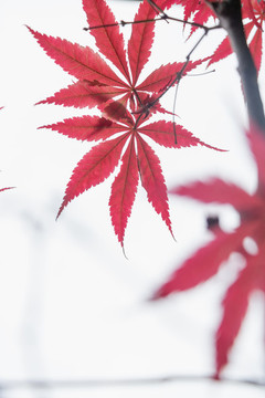 秋天紅楓楓葉特寫