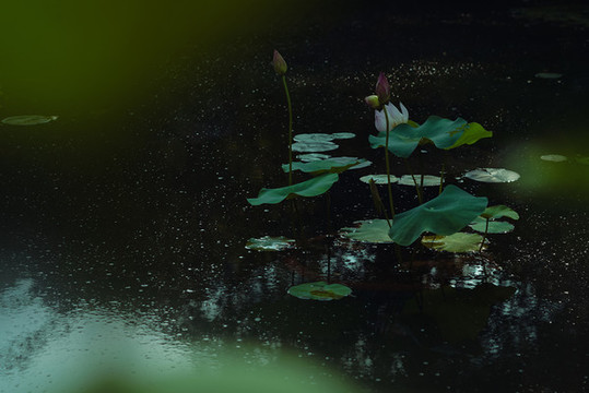荷花池的荷花盆景
