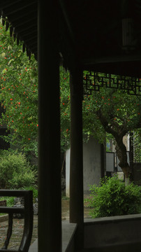 園林石榴花夏天下雨天