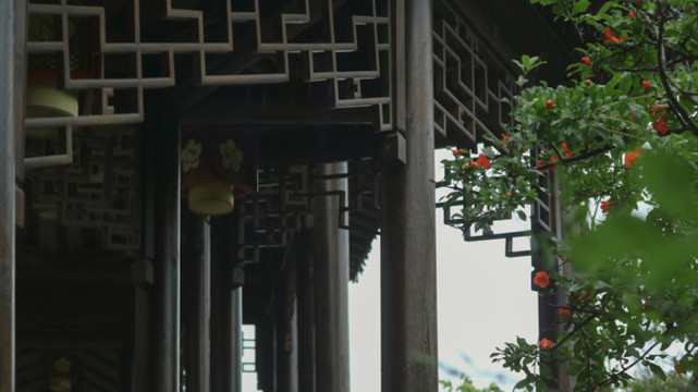 夏天雨中石榴樹石榴花開