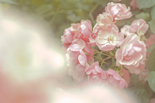 春天粉色清新薔薇花