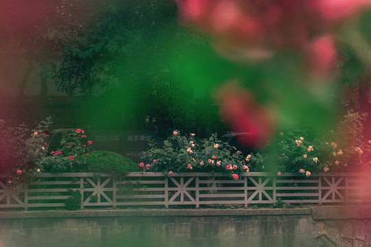街邊粉色薔薇花