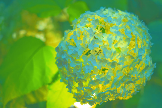 夏天繡球花油畫風(fēng)