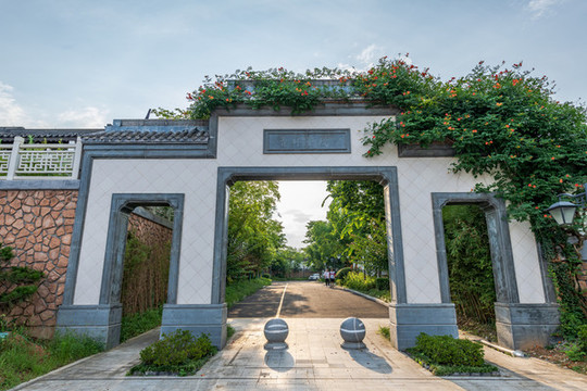 凌霄花