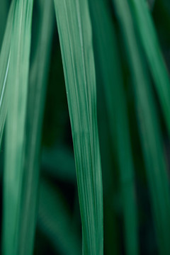 綠色植物葉子