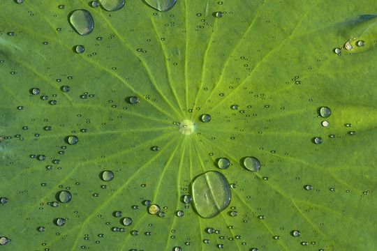 雨滴荷葉