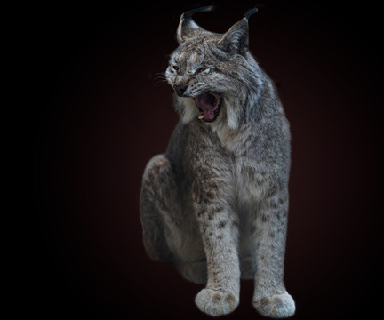 猞猁
