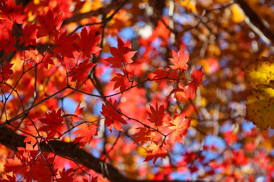紅楓葉