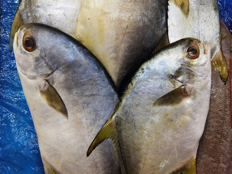 平魚