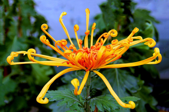 開(kāi)封菊花