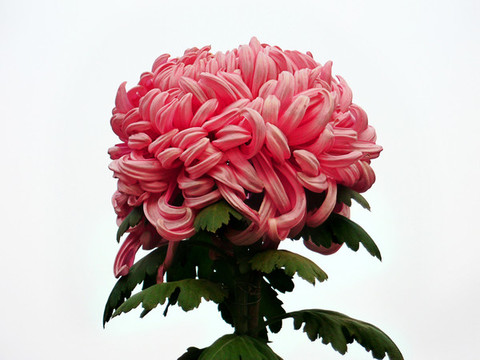 開封菊花