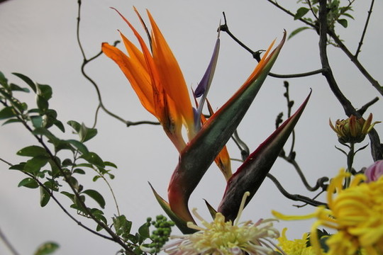 開封菊花展