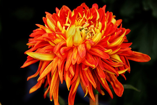 開封菊花