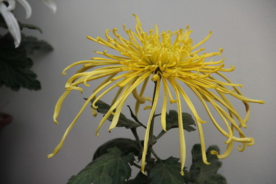 開(kāi)封菊花