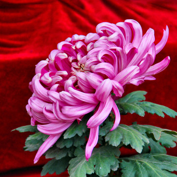開封菊花
