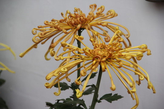 開封菊花