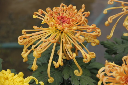 開封菊花