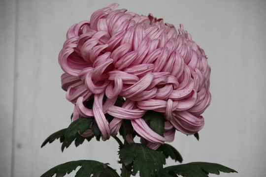 開(kāi)封菊花