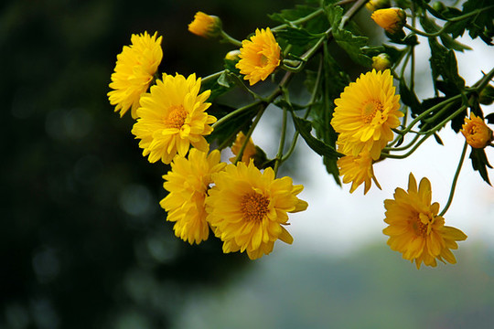 開封菊花雛菊