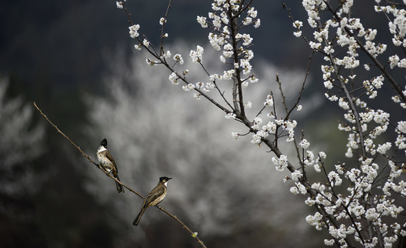櫻花開了