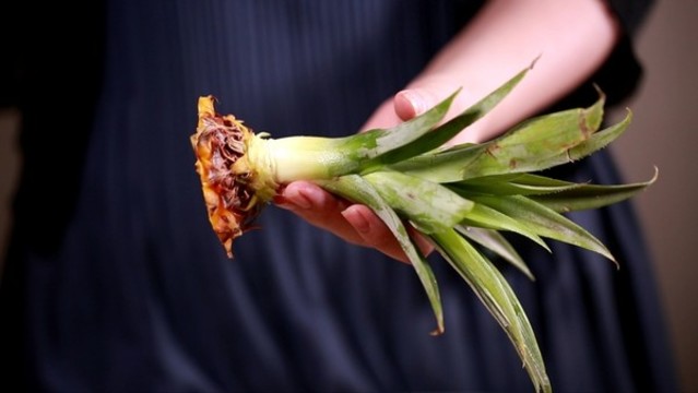 菠蘿冠菠蘿葉子