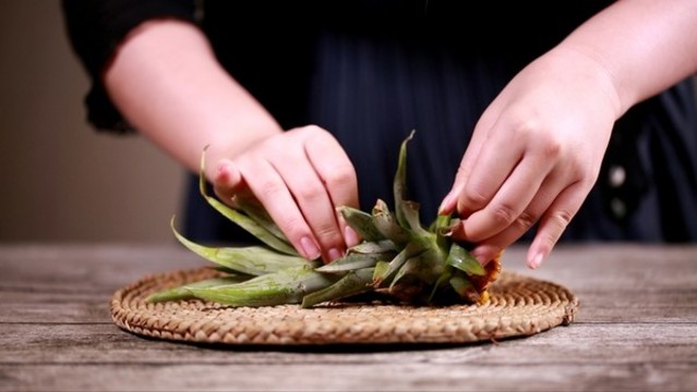 菠蘿冠菠蘿葉子