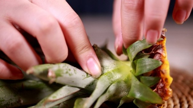 菠蘿冠菠蘿葉子