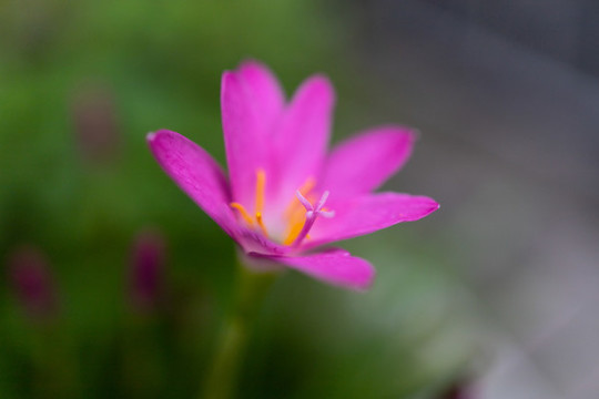 韭蓮