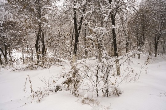 雪景