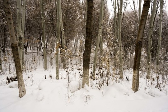 樹林雪景