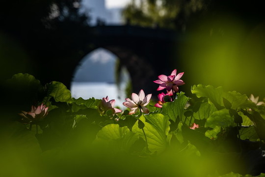 曲院風(fēng)荷