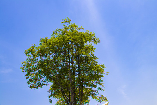仰拍樹(shù)枝