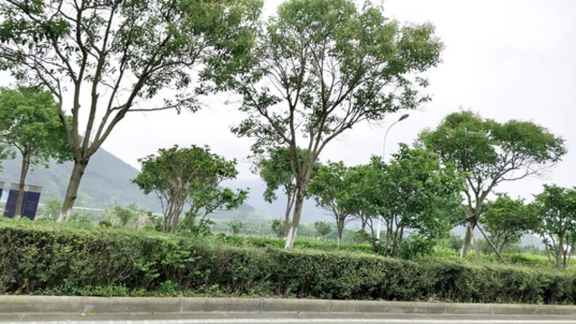 路邊風(fēng)景